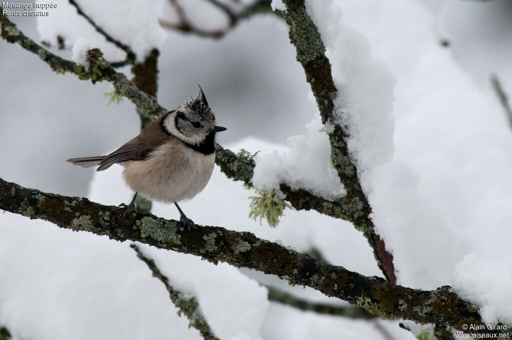 European Crested Tit