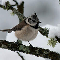 Mésange huppée