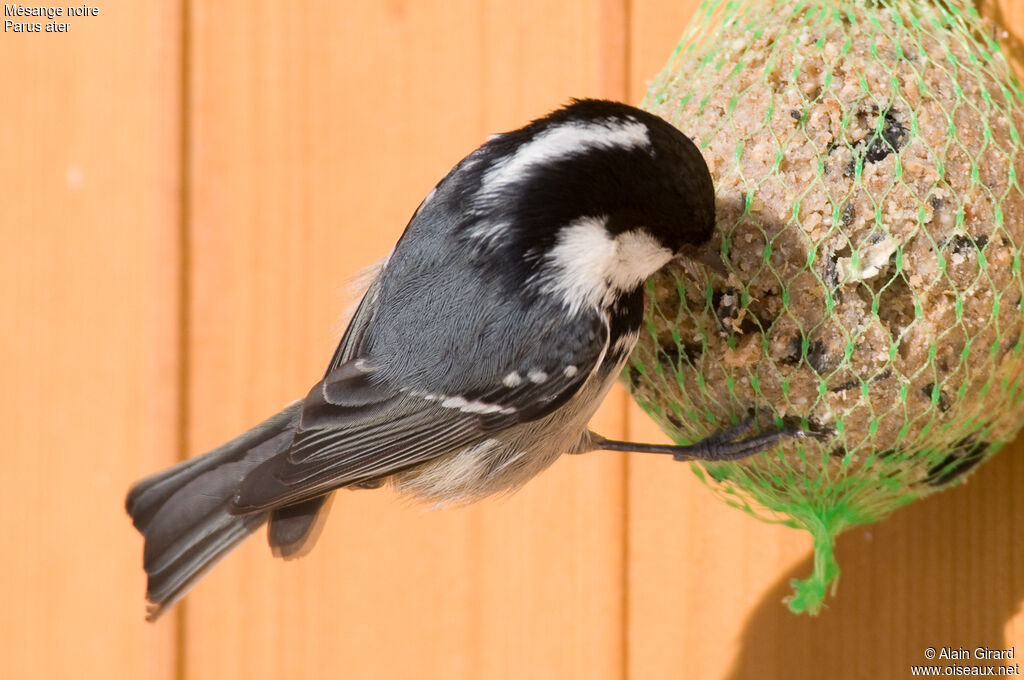 Coal Tit