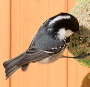 Coal Tit