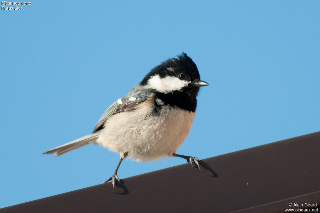 Coal Tit