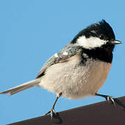 Coal Tit