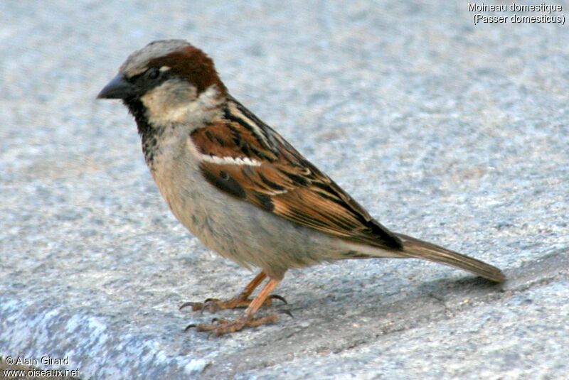 Moineau domestique