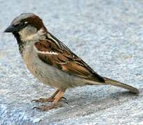 House Sparrow