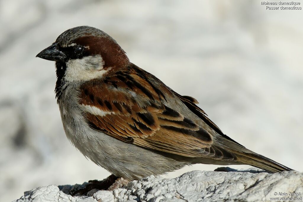 House Sparrow male