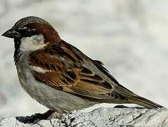 Moineau domestique