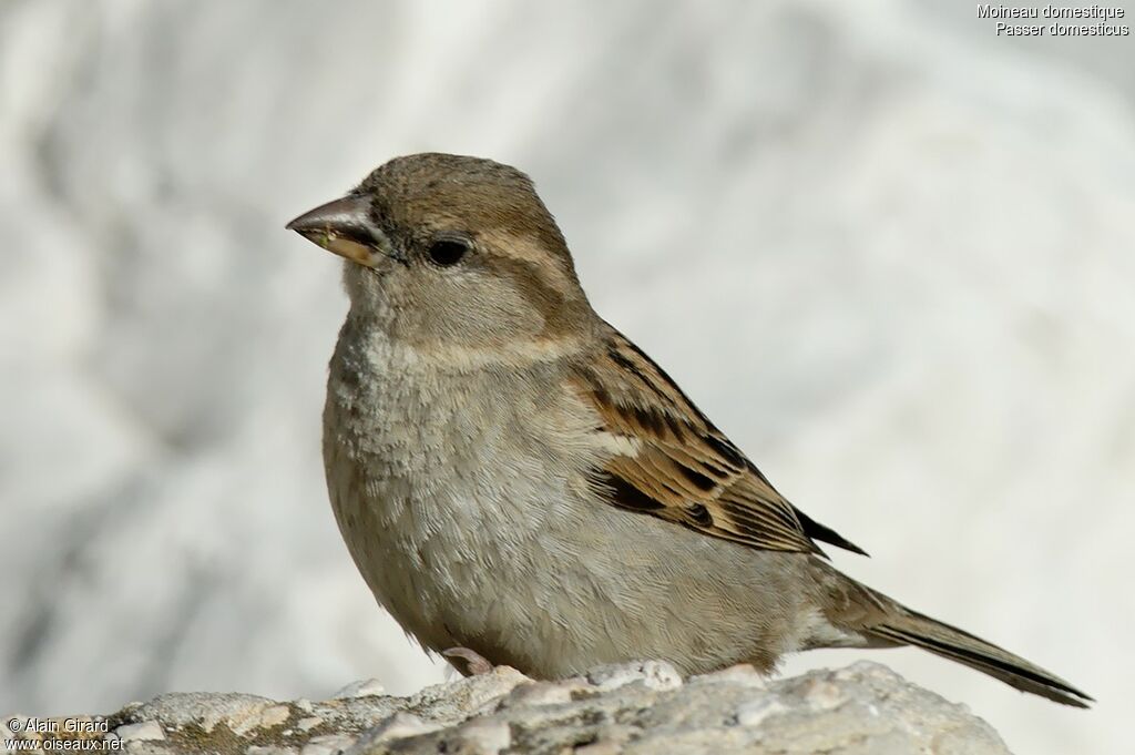 Moineau domestique femelle