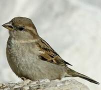 Moineau domestique