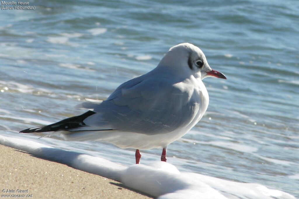 Mouette rieuse