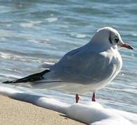 Black-headed Gull