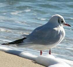 Mouette rieuse