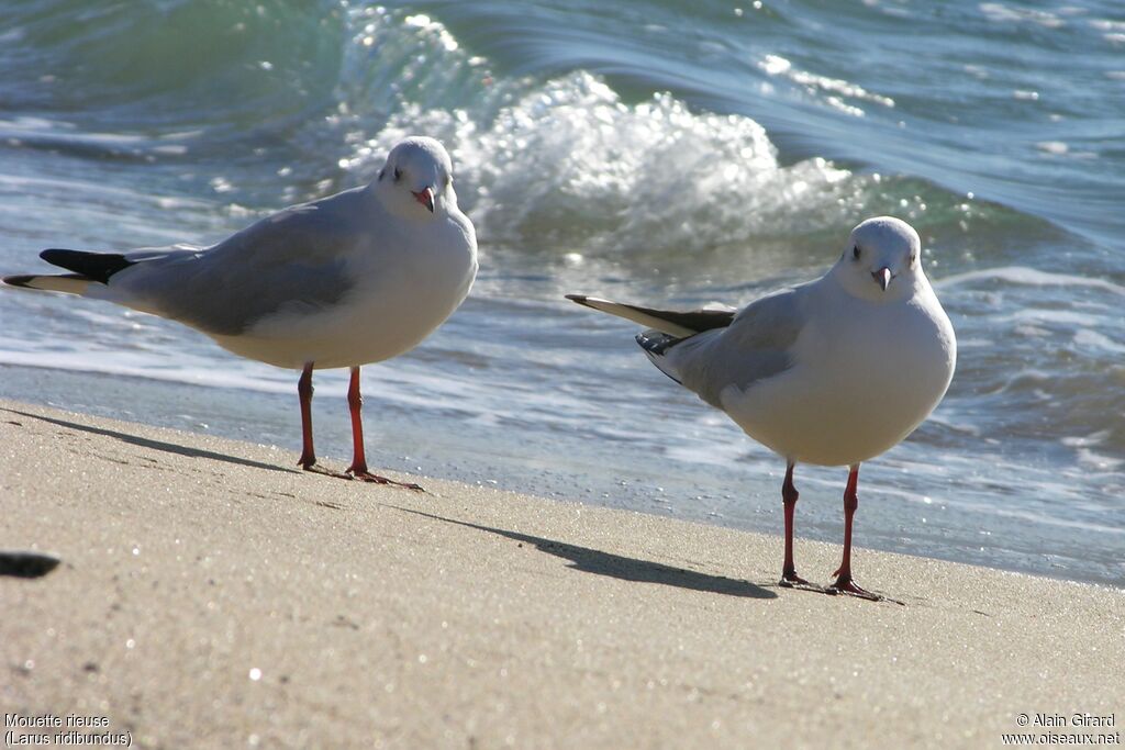 Mouette rieuse