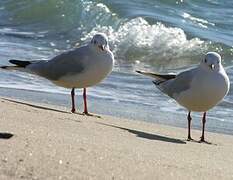 Mouette rieuse