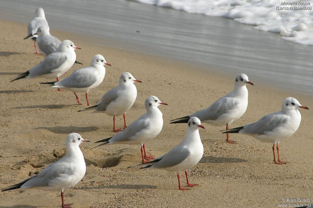 Black-headed Gull