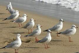 Mouette rieuse