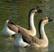 Swan Goose