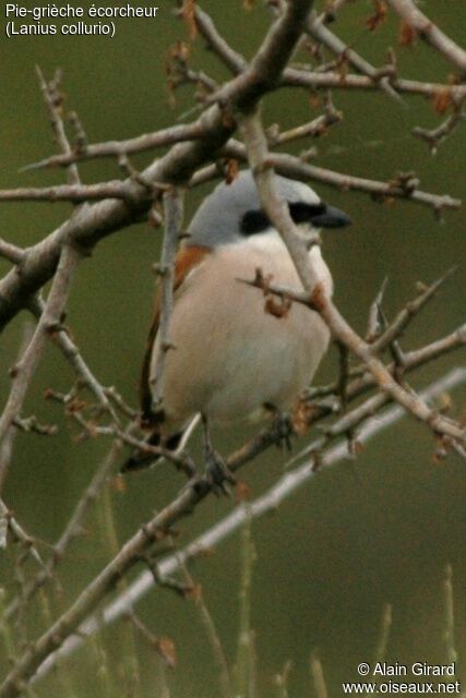 Red-backed Shrike