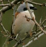 Red-backed Shrike