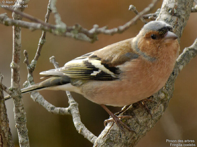 Pinson des arbres