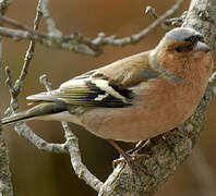 Eurasian Chaffinch