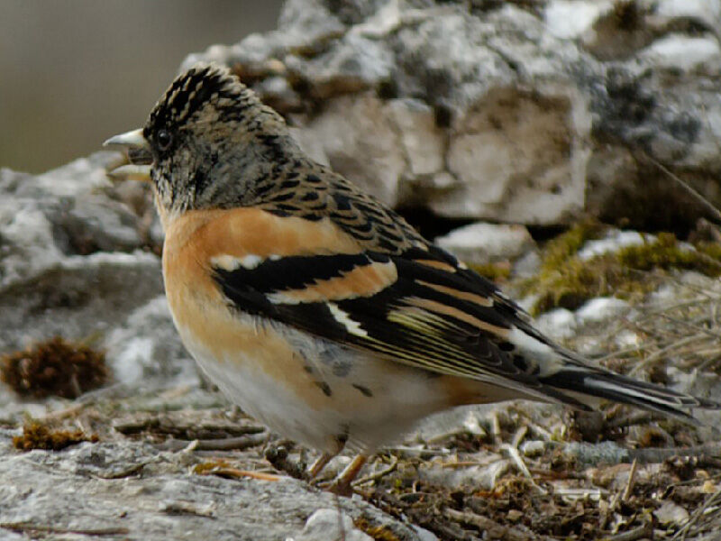 Brambling