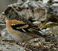 Brambling