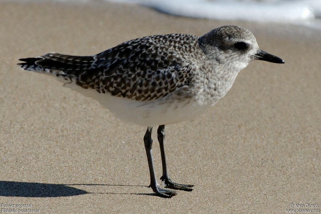 Grey Plover