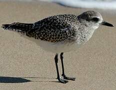 Grey Plover