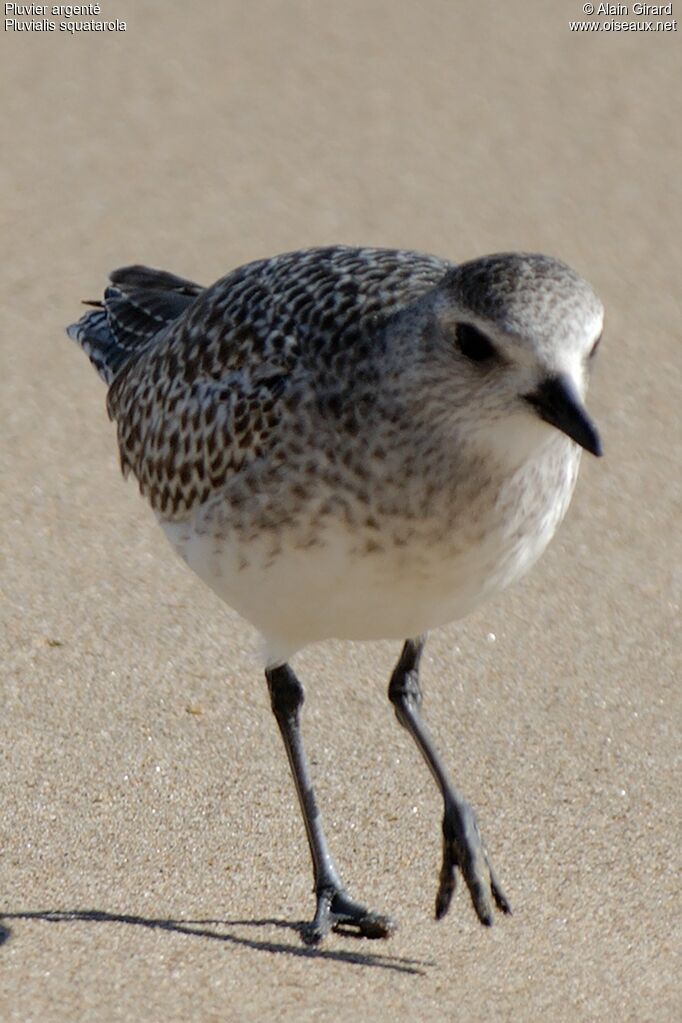 Grey Plover