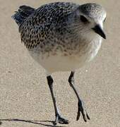 Grey Plover