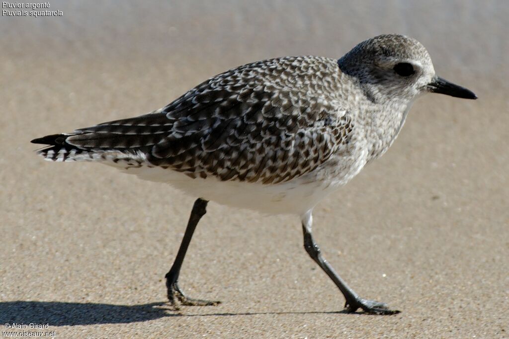 Grey Plover