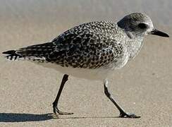 Grey Plover