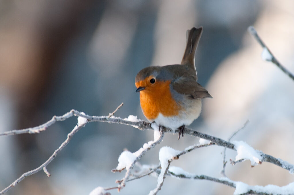 European Robin