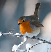 European Robin