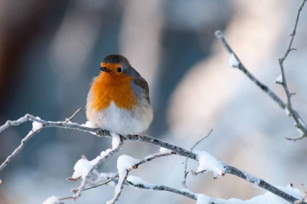 European Robin