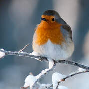 European Robin