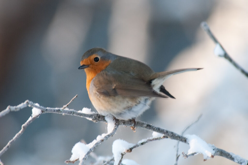 European Robin