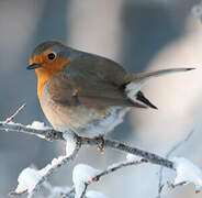 European Robin