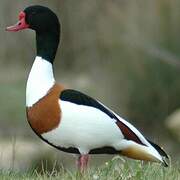 Common Shelduck