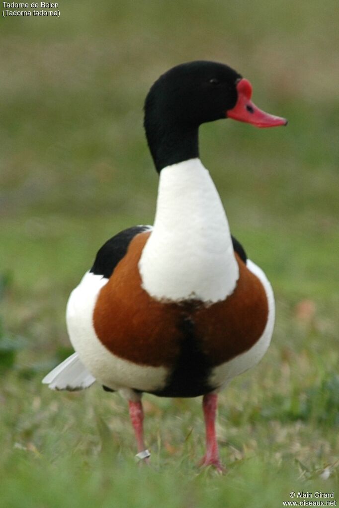 Common Shelduck female