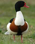 Common Shelduck