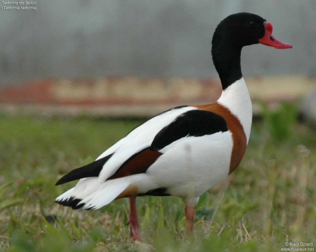 Common Shelduck female