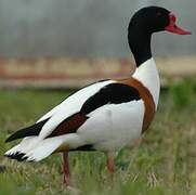 Common Shelduck