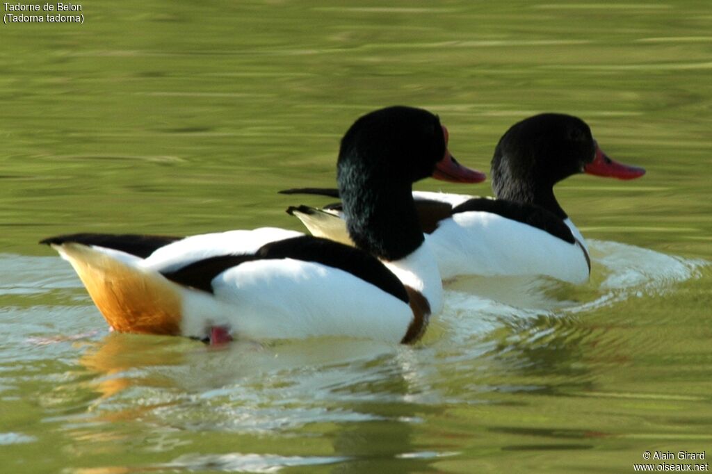 Common Shelduck 