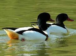 Common Shelduck