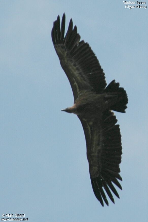 Vautour fauve