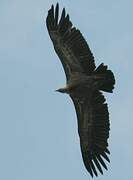 Griffon Vulture