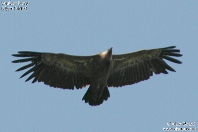 Griffon Vulture