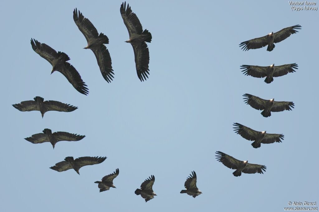 Griffon Vulture