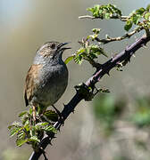 Dunnock